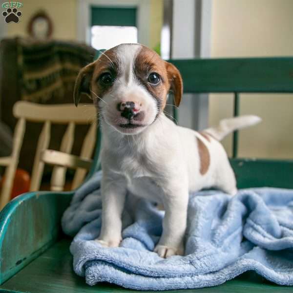 Pepsi, Jack-A-Ranian Puppy